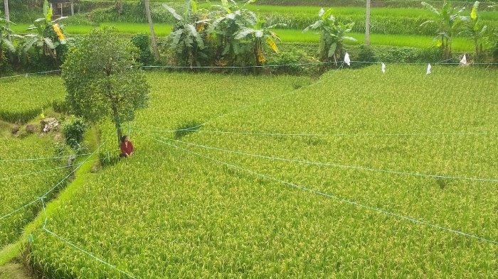 Halimah menjaga sawah garapannya di Desa Rancagoong, Kecamatan Cilaku, Kabupaten Cianjur