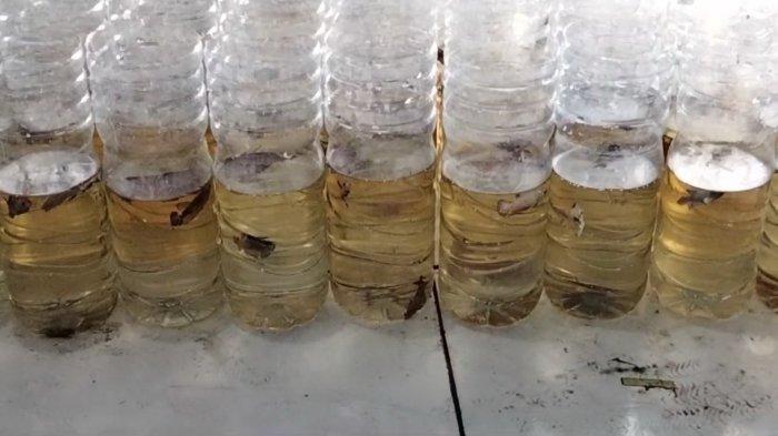 ikan-ikan cupang yang dijual Ibnu di Gallery Permai, Desa Caracas, Kecamatan Cilimus, Kuningan