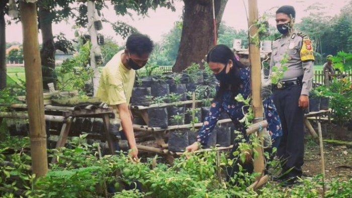 Kebun sayur pekarangan rumah warga di Desa Gambarsari, Kecamatan Pagaden, Subang