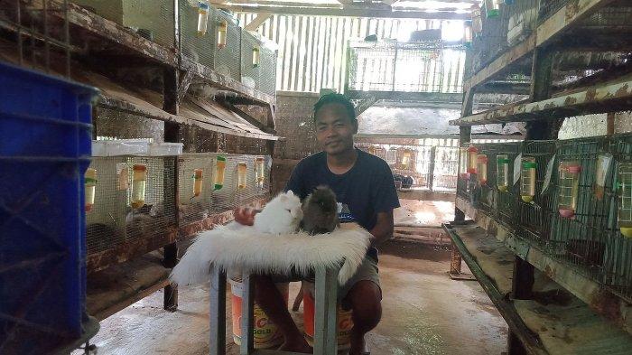 Nurdin sedang merawat kelinci hias di kandang miliknya, Desa Purbahayu, Kecamatan Pangandaran.