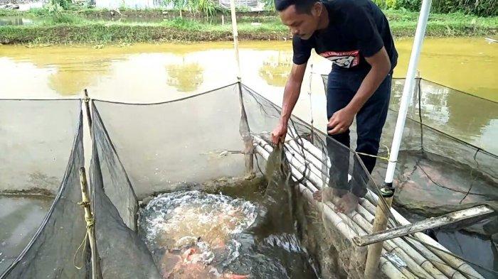 Nendi Sunandar (30) saat memisahkan ikan koi di Kampung Padurenan, Desa Babakan, Kecamatan Cisaat, Kabupaten Sukabumi,untuk dikirim ke luar kota