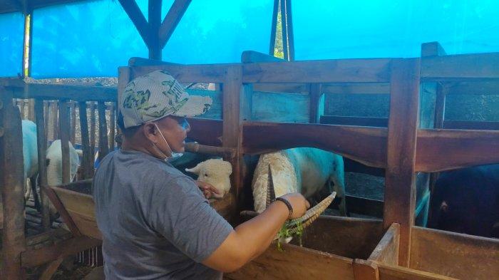 Domba Garut bertanduk empat