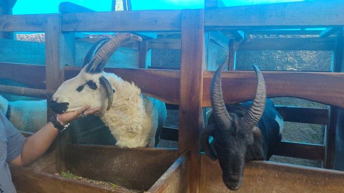 Domba bertanduk empat di Desa Majasari, Kecamatan Ligung, Kabupaten Majalengka.