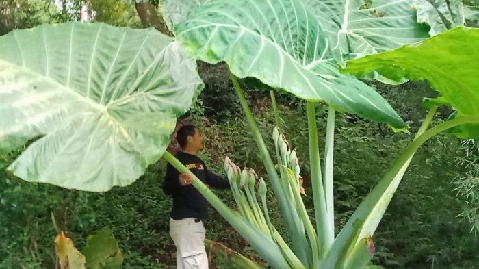Talas raksasa milik Kean di Kampung Batureok, Desa Gudang Kahuripan, Kecamatan Lembang, Kabupaten Bandung Barat