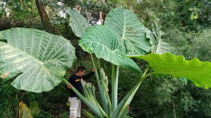 Talas raksasa milik Kean di Kampung Batureok, Desa Gudang Kahuripan, Kecamatan Lembang, Kabupaten Bandung Barat