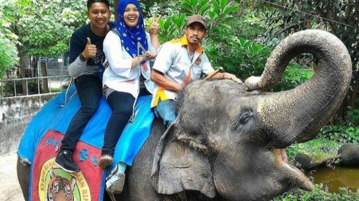 Seekor gajah di Taman Rimba membawa keliling pengunjung