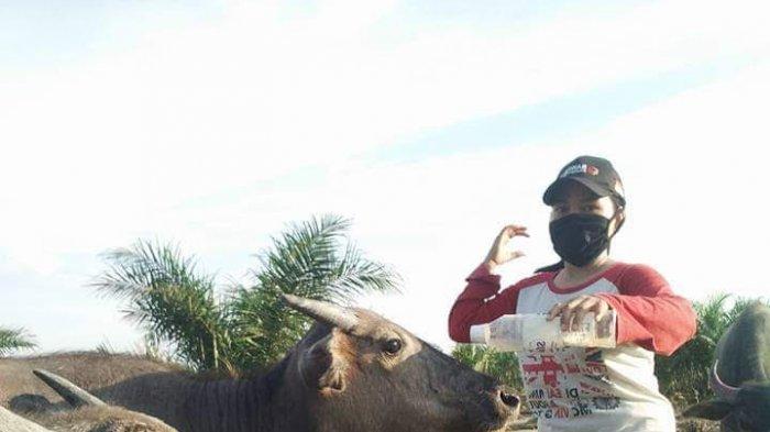 Anisa, denga ternak Kerbau peliharaannya