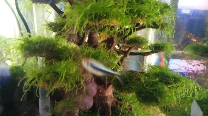 Aquascape yang dijual di toko Aad di Jalan Sunan Giri Suka Karya, Kota Baru, Jambi.