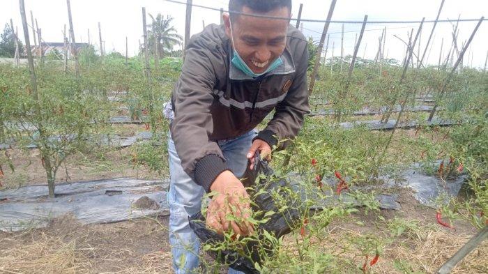 Hasil di kebun Edi Junaedi
