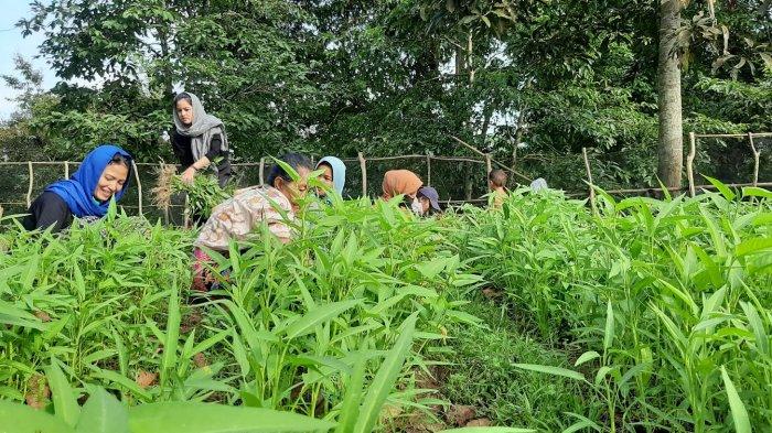 Sejumlah perempuan tergabung dalam dua kelompok di Desa Pulau Raman saat panen kangkung