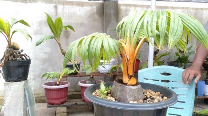 Bonsai kelapa koleksi Rafik