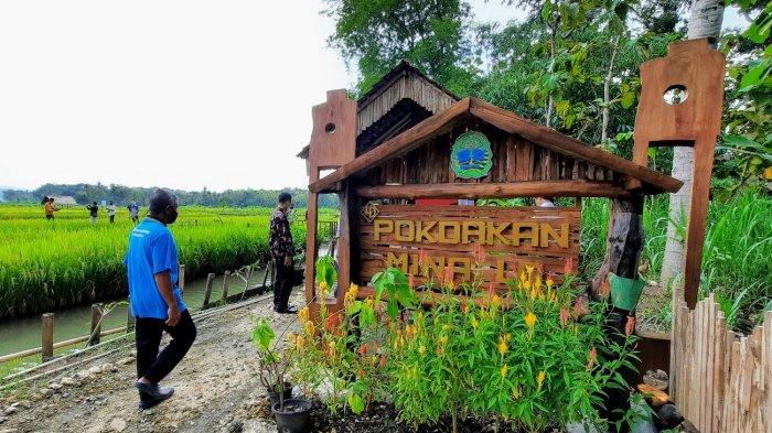 Kawasan Mina Padi di Pedukuhan Temu, Kalurahan Pulutan, Kapanewon Wonosari, Gunungkidul.