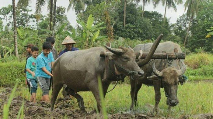 Wisatawan diajak membajak sawah saat di Desa Wisata Gabugan Sleman.