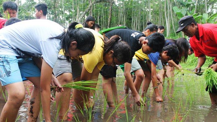 Para peserta kunjungan saat belajar menanam padi di desa wisata Pentingsari Sleman.
