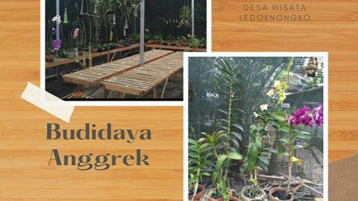 Wisata di Ledoknongko Sleman.