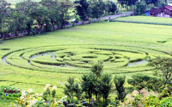 Crop Circle Sleman Asli Buatan Manusia