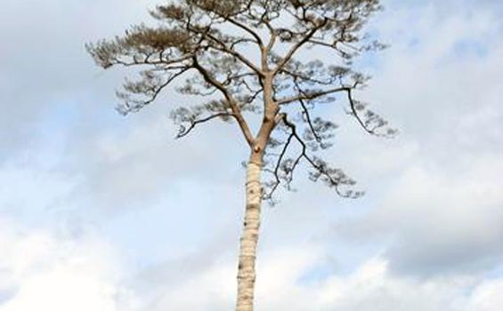 Inilah Pohon Pinus Ajaib di Jepang