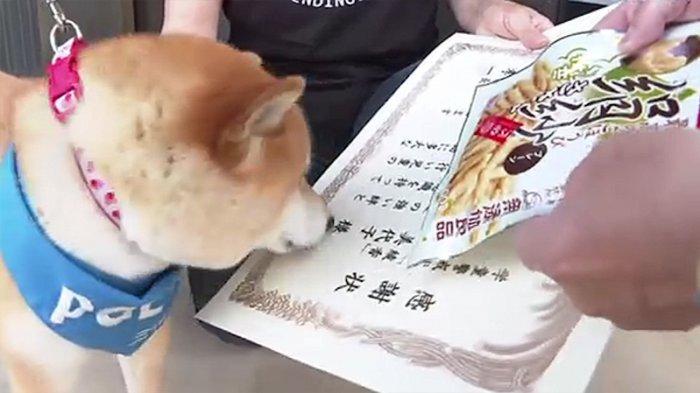 Anjing Shiba Dapat Penghargaan Polisi Karena Jasanya Mengawal Pelajar Jepang 2,5 Tahun