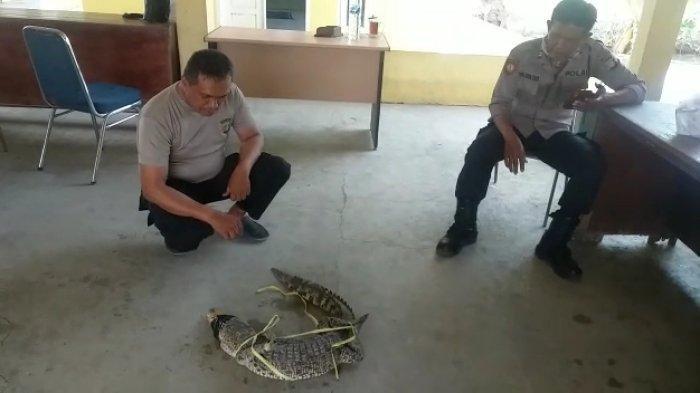 Citarum Meluap, Seekor Buaya Masuk ke Rumah Warga di Muaragembong Citarum Meluap, Seekor Buaya Masuk ke Rumah Warga di Muaragembong