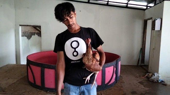 Bukan Ayam Biasa, Pernah Ditawar Rp 130 Juta Tetap Tak Mau Dilepas, Pemilik Bocorkan Keistimewaannya