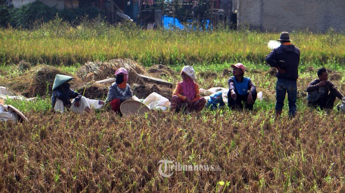 Guru Besar IPB Sebut Kementan dan Petani Sukses Kolaborasi Jaga Produksi Padi