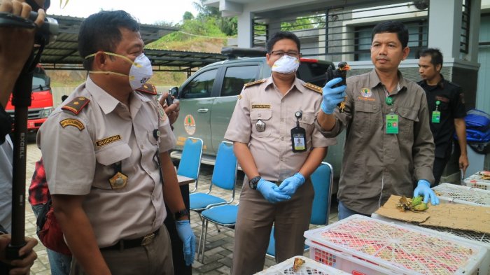 Berbagai Jenis Burung Langka Gagal Diselundupkan ke Sulawesi