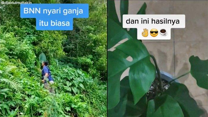 Anggota BNN Masuk Hutan Cari Tanaman Hias, Terobos Semak-semak demi Hobi