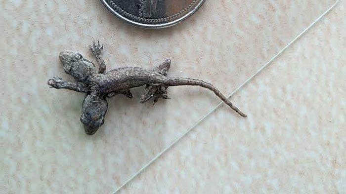 Viral Pria Temukan Cicak Berkepala Dua dan Berkaki Lima, Berniat Dijual Seharga Rp 10 Juta