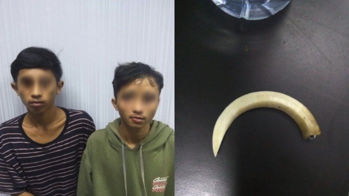 Dua Pemuda Melakukan Pemerasan di Pagedangan Pakai Taring Babi