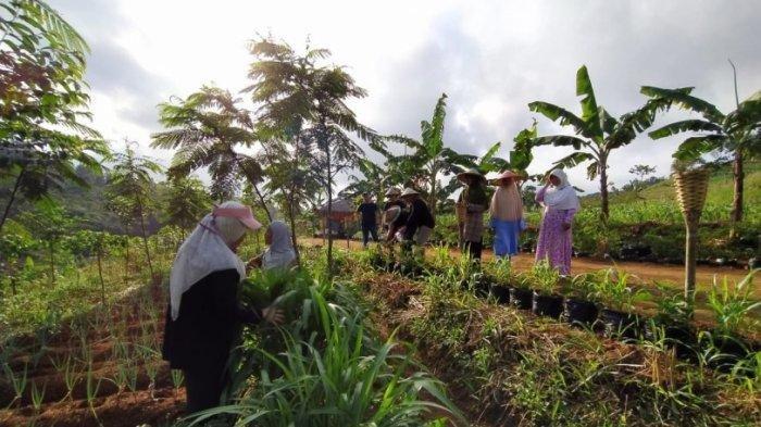 Pakar Pertanian: Indeks Glikemik Hanjeli Tergolong Rendah Baik Dikonsumsi Penderita Diabetes