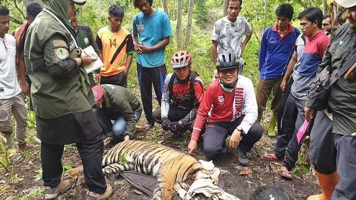 Harimau Betina di Galus Aceh Terperangkap Jerat Babi