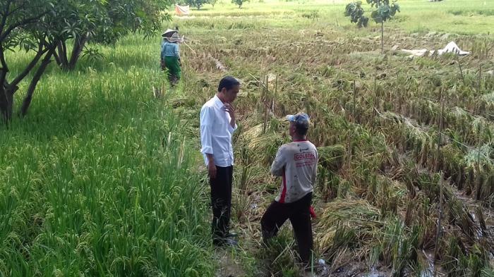 Di Tengah Perjalanan, Jokowi Turun dari Mobil Lalu Ajak Bicara Petani