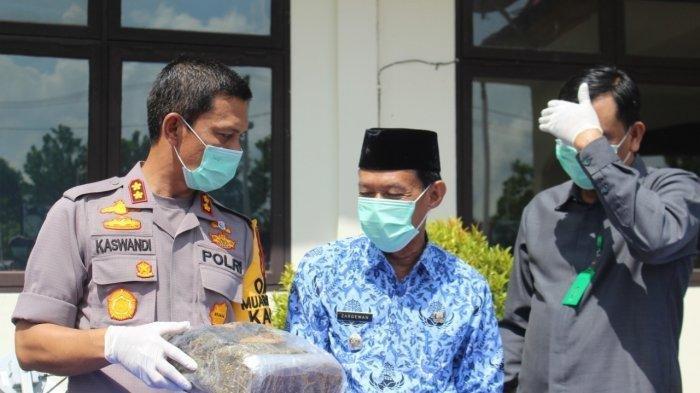 Seorang Petani Simpan Satu Paket Daun Ganja Kering di Bawah Sepatunya
