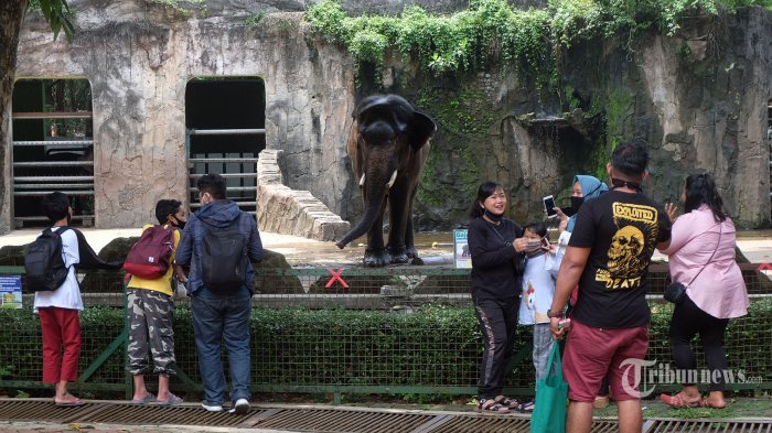 Baru Dibuka Lagi Sabtu Kemarin, Taman Margasatwa Ragunan Sedot 4.900 Pengunjung