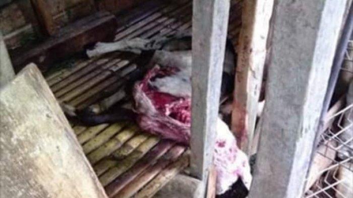 Hewan Ternak Warga di Kabupaten Bandung Barat Ditemukan Mati Tercabik-cabik, Diduga Dimangsa Ajag