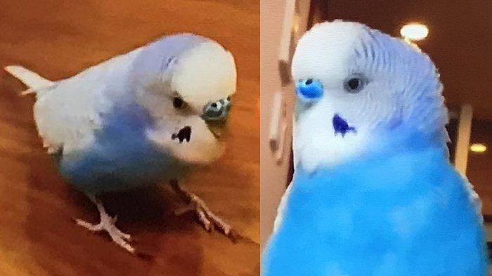 Maa-kun (4), burung Inko jantan milik Sachie Yamada dari Higashi Murayama Tokyo bisa menyanyi. (Koresponden Tribunnews.com/Richard Susilo)