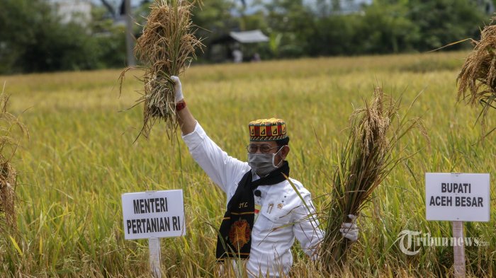 Kementan Terus Kawal Masa Panen Padi di Semua Wilayah Indonesia