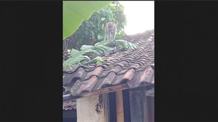 Monyet Liar Buat Resah Warga Karangasem Bali, Jarah Makanan di Rumah Hingga Rusak Tanaman