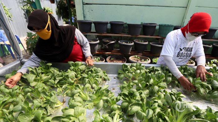 Kelompok tani ibu-ibu memanen sawi di kawasan Sunter Agung, Tanjung Priok, Jakarta Utara, Jumat (10/9/2021). Dari hasil panen raya sayur mayur tersebut dijual kepada warga sekitar yang hasilnya digunakan kembali untuk perawatan tanaman seperti untuk membeli bibit, nutrisi, dan sebagainya. Panen sayuran tersebut dilakukan dengan memanfaatkan lahan terbatas di permukiman setempat, yang juga dapat menghijaukan lingkungan. Adanya panen di masa pandemi ini dapat berguna dan nantinya bisa mendongkrak roda ekonomi warga. Tribunnews/Jeprima