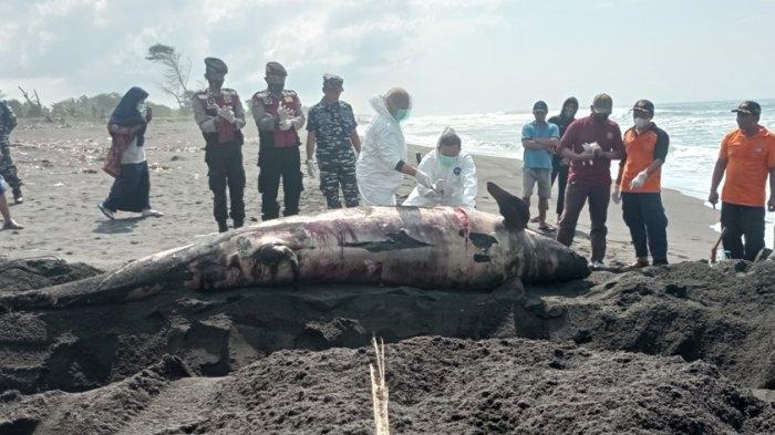 Bangkai Paus Pilot Terdampar di Pantai Bugel Kulon Progo