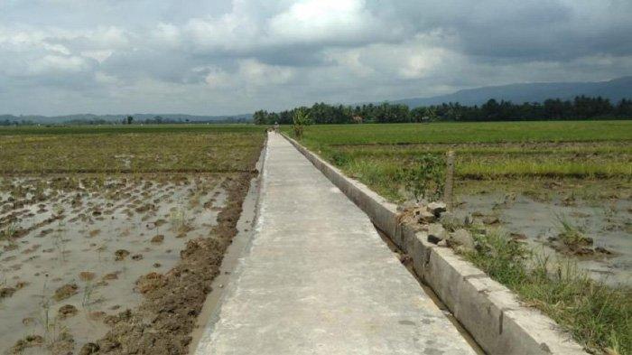 Berkat Program Jalan Usaha Tani, Sektor Pertanian Bireun Makin Berkembang Pesat