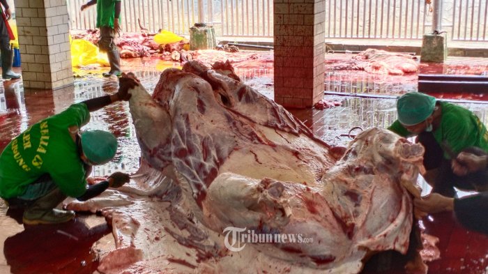 Dua Kasus Cacing Hati Hewan Kurban Sapi Ditemukan di Kendal