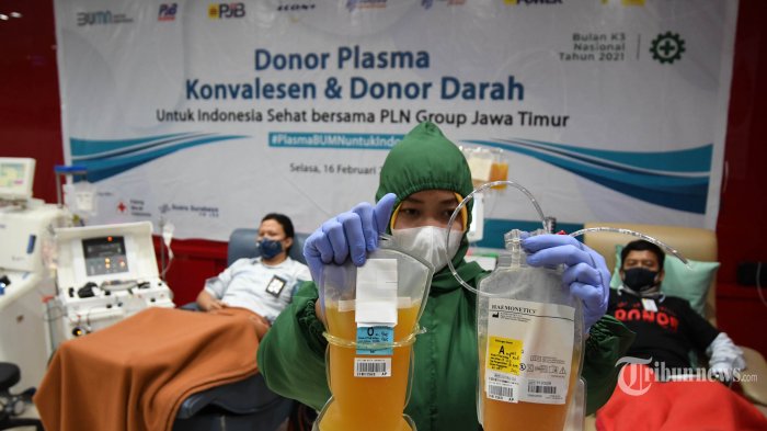 Petugas menunjukkan plasma konvalensen dari pendonor di Unit Tranfusi Darah Palang Merah Indonesia (PMI) Kota Surabaya, Jawa Timur, Selasa (16/2/2021). Kebutuhan plasma konvalesen meningkat hingga 200 kantong per hari, oleh karenanya diharapkan penyintas Covid-19 bersedia mendonorkan plasmanya untuk membantu penanganan pasien Covid-19 yang masih dirawat. Surya/Ahmad Zaimul Haq