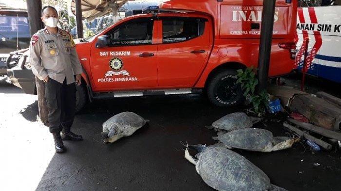 Simpan dan Memperjualbelikan Penyu Hijau, Warga Jembrana Ini Ditangkap