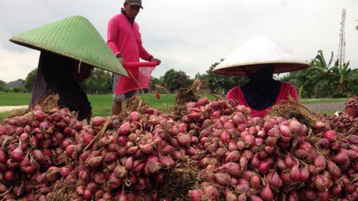 Sektor Pertanian Saat Pandemi Tetap Berkembang, Tapi Kurang Disayang