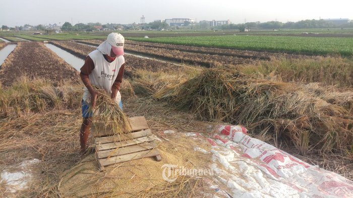 Akademisi Banten: NTP Naik, Kebijakan Kementan Sesuai Sasaran