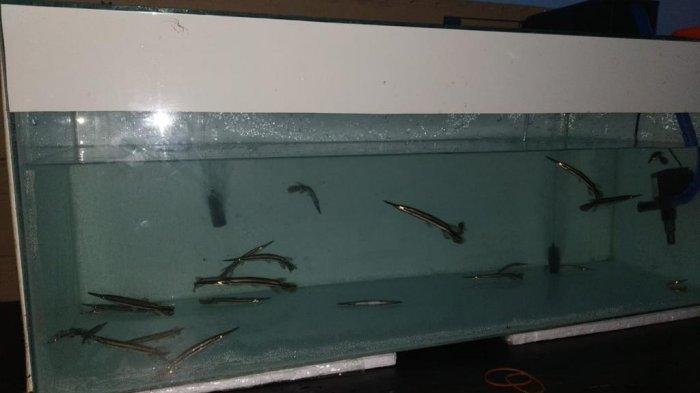 Membahayakan Ekosistem, 24 Ikan Alligator di Tarakan Diamankan