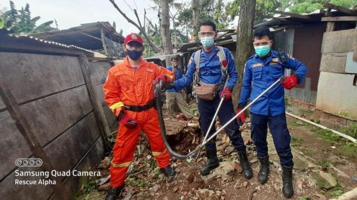 Petugas Temukan Induk Ular Kobra yang Hendak Bertelur di Permukiman Warga di Ciputat