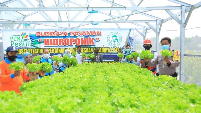 PLN Salurkan Rp 4,8 Miliar Bantu Petani di 54 Lokasi Lewat Program Electrifying Agriculture