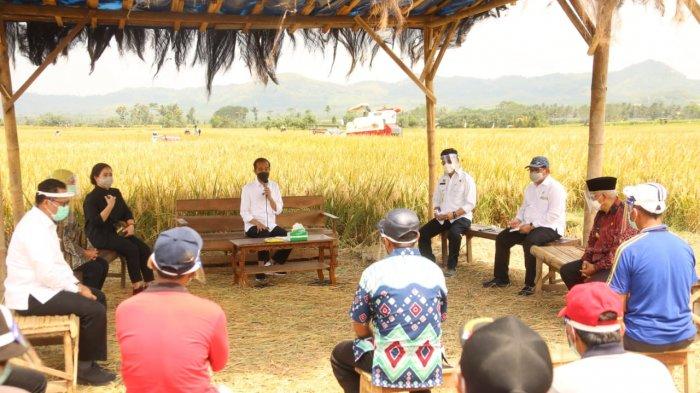 Presiden Jokowi Tinjau Panen Raya Padi di Kabupaten Malang